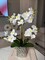 Amelie Real Touch Phalaenopsis Orchid Arrangement Silver Ceramic Vase